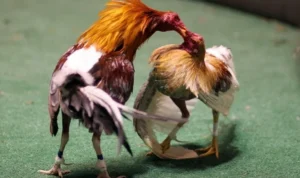 Đá Gà Sabong QQ88