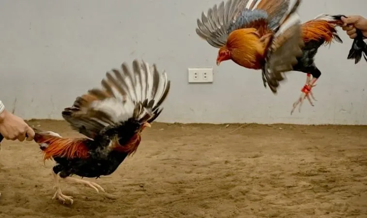 Đá Gà GA28 Tại QQ88